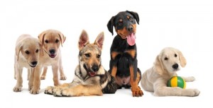 Cannie Canines puppy training